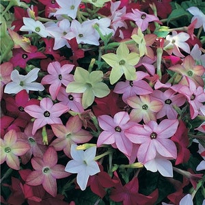 jasmin tobacco 100+seeds Mix Color Jasmine Tobacco (nicotiana Alata)