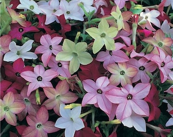 Puede incluir: Primer plano de un grupo de flores de Nicotiana en varios colores. Las flores van del blanco, verde claro y rosa al rojo intenso. Los pétalos tienen forma de estrella, con un centro más oscuro.