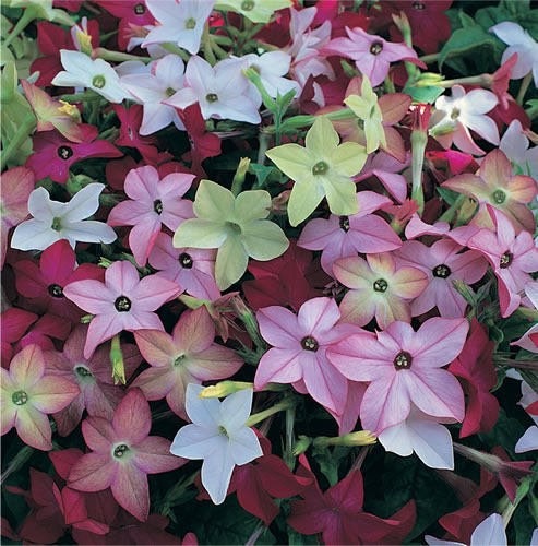 jasmine tobacco plant for sale 100+seeds Mix Color Jasmine Tobacco (nicotiana Alata)