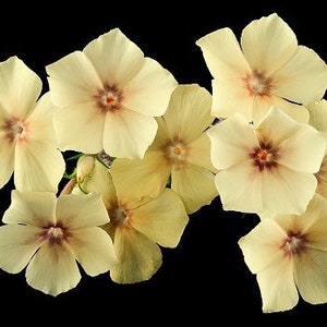 50 semillas Lovely Dwarf Beauty Yellow Phlox imagen 3