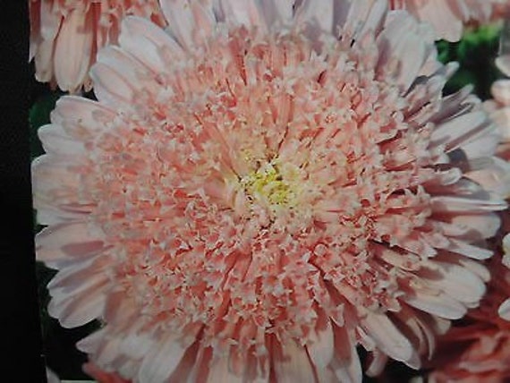 ☆*ピ様 Sサイズ Stina type K / old flower char FARIAS XL SCHEMES - Estambres.com
