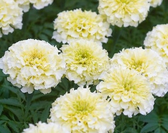 May include: Close-up of a cluster of creamy white marigold flowers with yellow centers, set against a backdrop of green foliage. The flowers are fully bloomed, showcasing their layered petals.