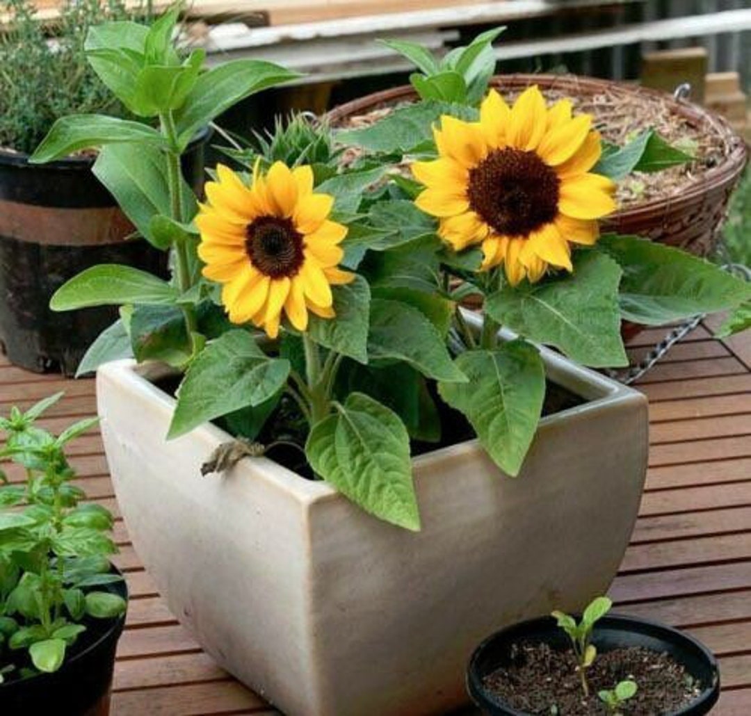 25 Dwarf Sunflower Seeds, ‘incredible’ Yellow Helianthus Annuus - Etsy