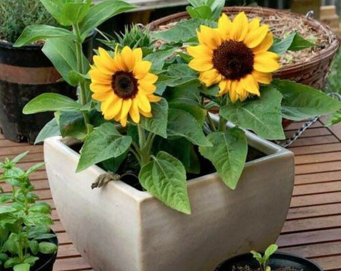 25 Seeds Sunflower, Dwarf ‘incredible’(helianthus Annuus) - Etsy