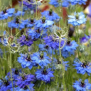 50 seeds Nigella damascena. Persian Jewels mixed color image 5