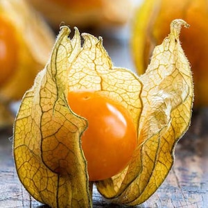 May include: A close-up shot of a physalis fruit, showing the bright orange fruit within a papery, veined husk. The husk is a pale tan colour, with a delicate, textured appearance. The fruit is round and smooth. Other physalis fruits are blurred in the background.