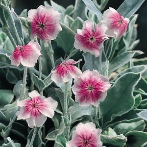 25 seeds rare ROSE CAMPION Angel’s Blush (Lychnis coronaria)