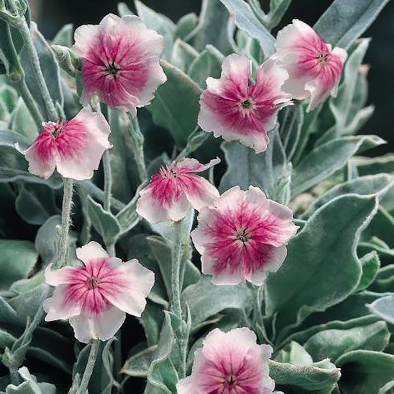 25 seeds rare Occulata ROSE CAMPION Lychnis coronaria Etsy