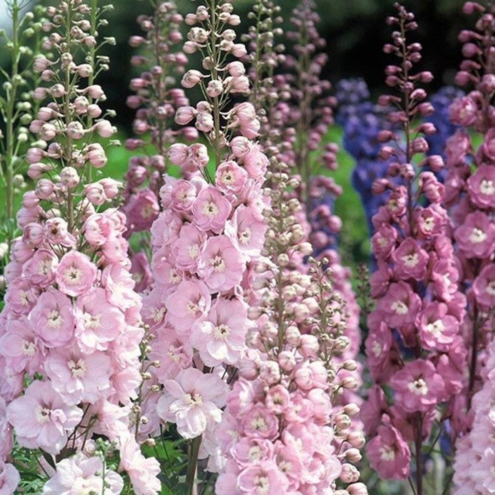 50 Seeds Cottage Garden Cut Flower Seeds Baby Pink Etsy Canada