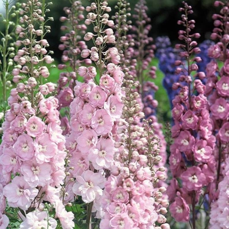 50 Seeds Cottage garden Cut flower Seeds Baby pink image 2