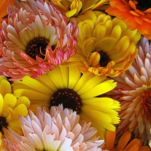 Op de afbeelding: Close-up van een verzameling levendige goudsbloembloemen. De bloemblaadjes vertonen een reeks kleuren, waaronder geel, oranje en perzik, met donkerbruine centra. De bloemen staan in volle bloei en creëren een dichte, getextureerde bloemenarrangement.