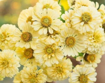 40 seeds lovely Zinnias ‘ISABELLINA seed creamy yellow