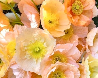 50 seeds Large cup shaped mix Iceland Poppies Seed “cool weather “