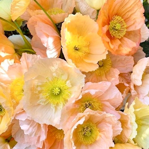 50 seeds Large cup shaped mix Iceland Poppies Seed “cool weather “