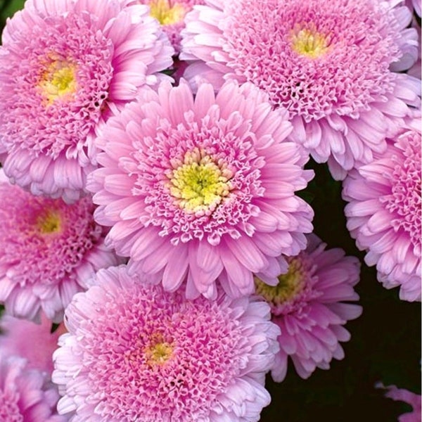 30 + seeds lovely double-flowered Asters Baby Pink