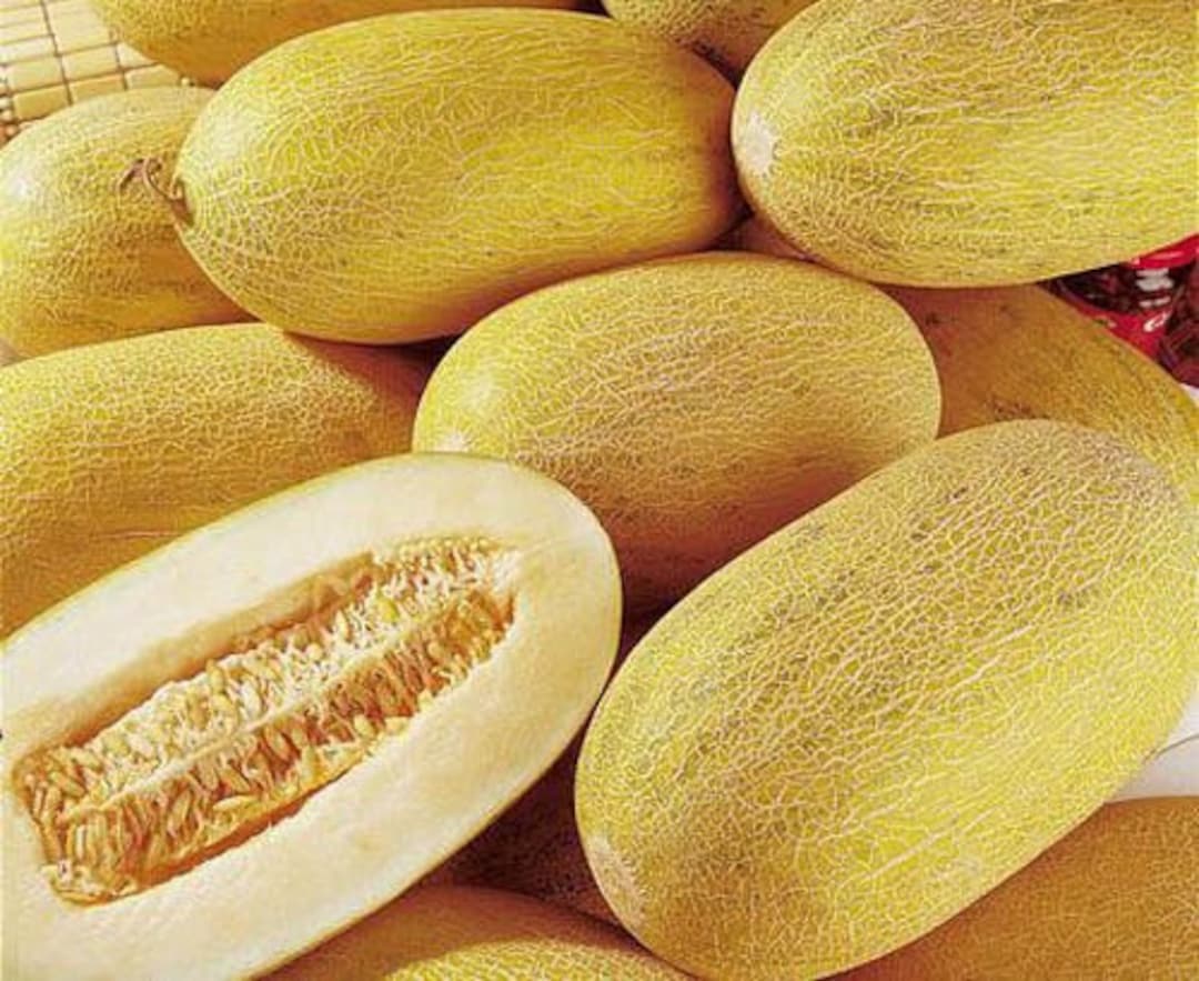 25 seeds Golden Sweet Crispy Hami Melon Seeds Etsy