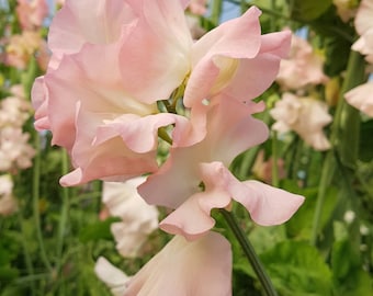 10 semi di pisello dolce biologico Rosa pallido (Lathyrus odoratus)