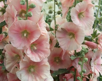 20 Seeds Hollyhock Alcea rosea Cottage Apricot pink Seeds  (Perennial)