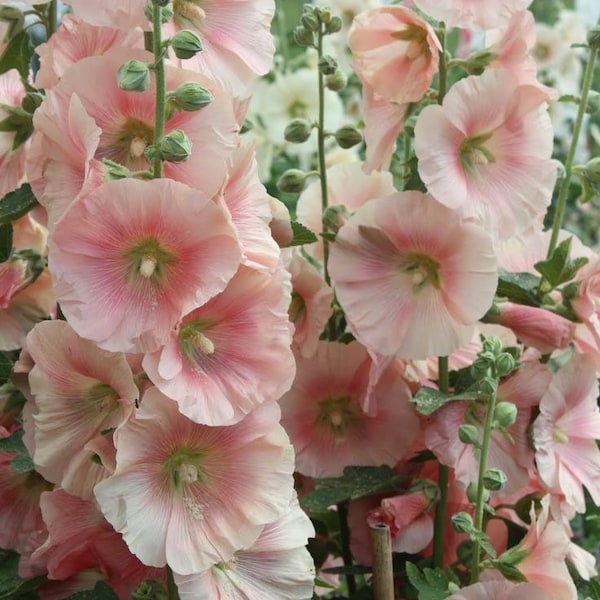 20 Seeds Hollyhock Alcea rosea Cottage Apricot pink Seeds  (Perennial)