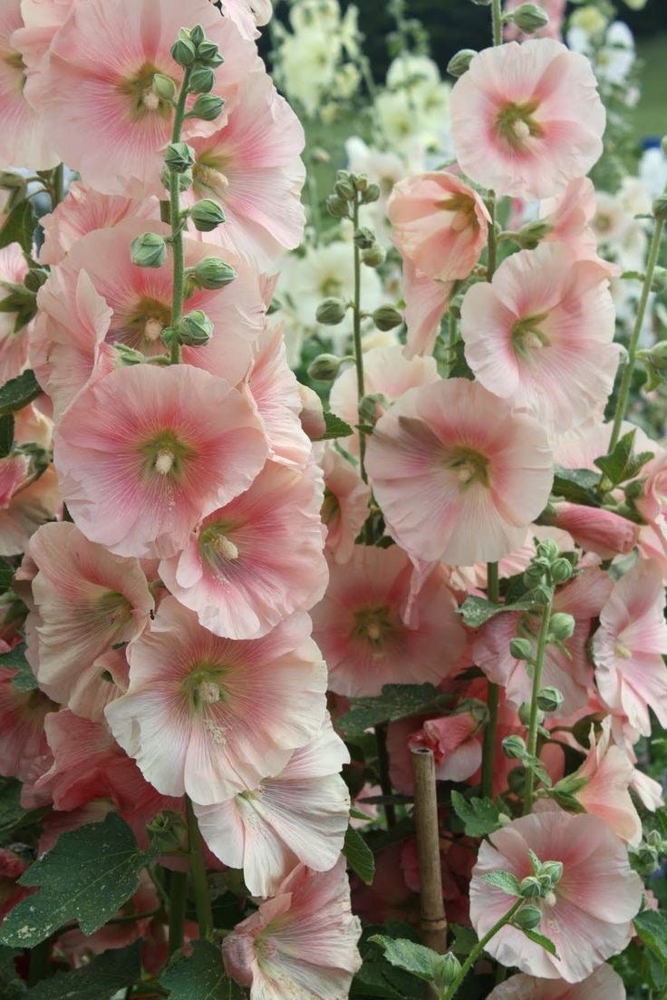 20 Seeds Hollyhock Alcea Rosea Cottage Apricot Pink Seeds
