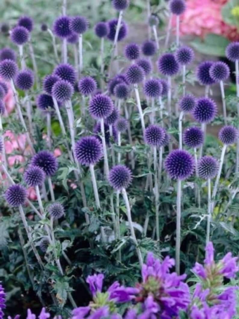 20-seeds-globe-thistle-echinops-ritro-blue-perennial-etsy