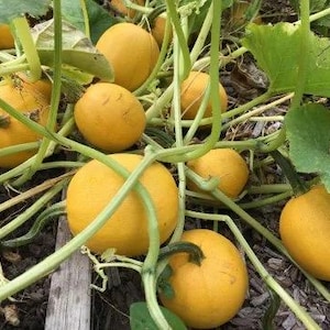 10 Seeds Non-GMO Giant Round organic spaghetti squash