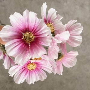 Könnte beinhalten: Ein Strauß Kosmosblumen mit weißen und rosa Blütenblättern. Die Blütenblätter weisen ein gestreiftes Muster auf, mit einem dunkleren rosa Zentrum und gelben Staubgefäßen. Die Blumen sind in voller Blüte und zeigen ihre zarte Schönheit.