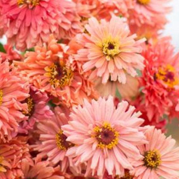 25 seeds lovely Senora Salmon pink Zinnias Seeds