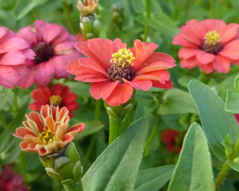 50 seeds lovely Orange Zinnia peruviana image 2