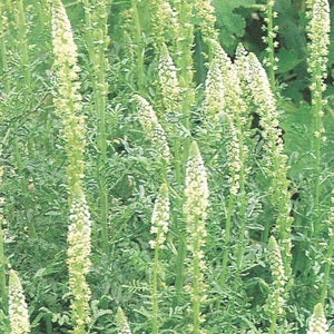 50seeds White Mignonette Reseda alba image 3