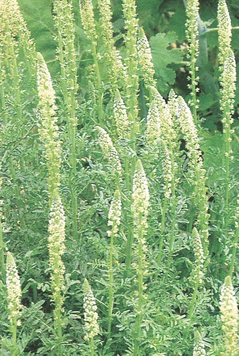 50seeds White Mignonette Reseda alba image 3