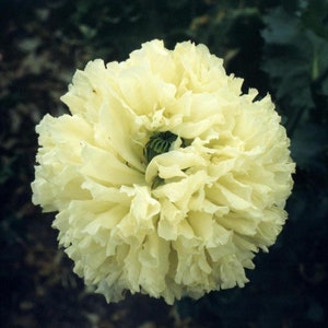 50+ zaden Papaver Paeoniflourum gele klaproos