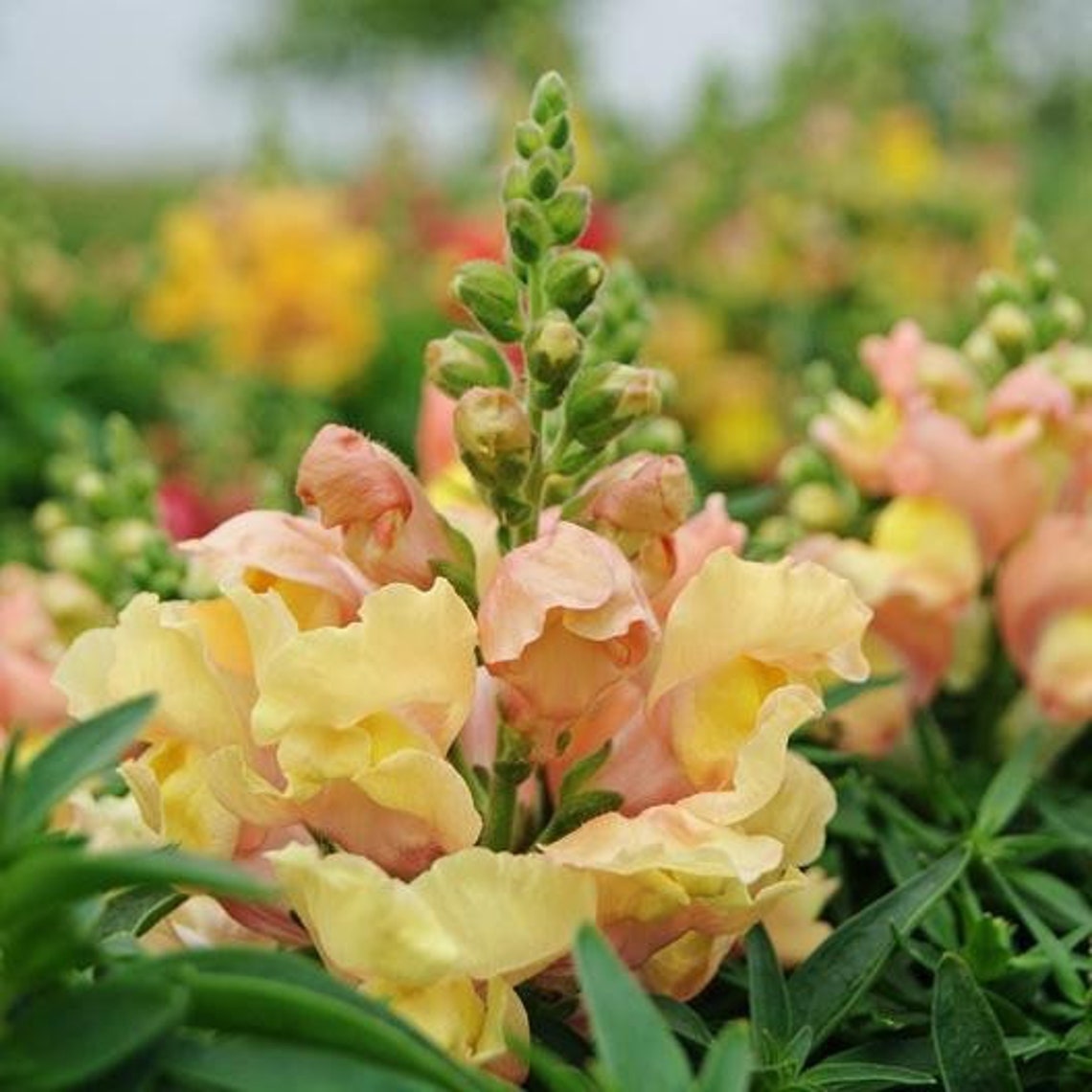 100seeds peach yellow Snapdragons Antirrhinum majus | Etsy