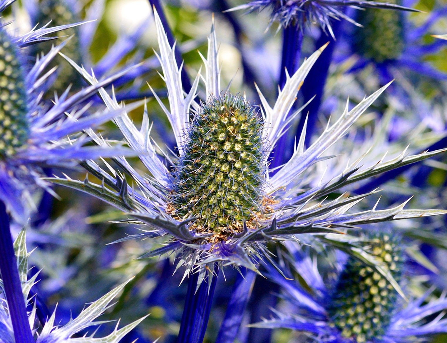 25 Seeds Sea Holly Blue Star Eryngium Planum Etsy Ireland