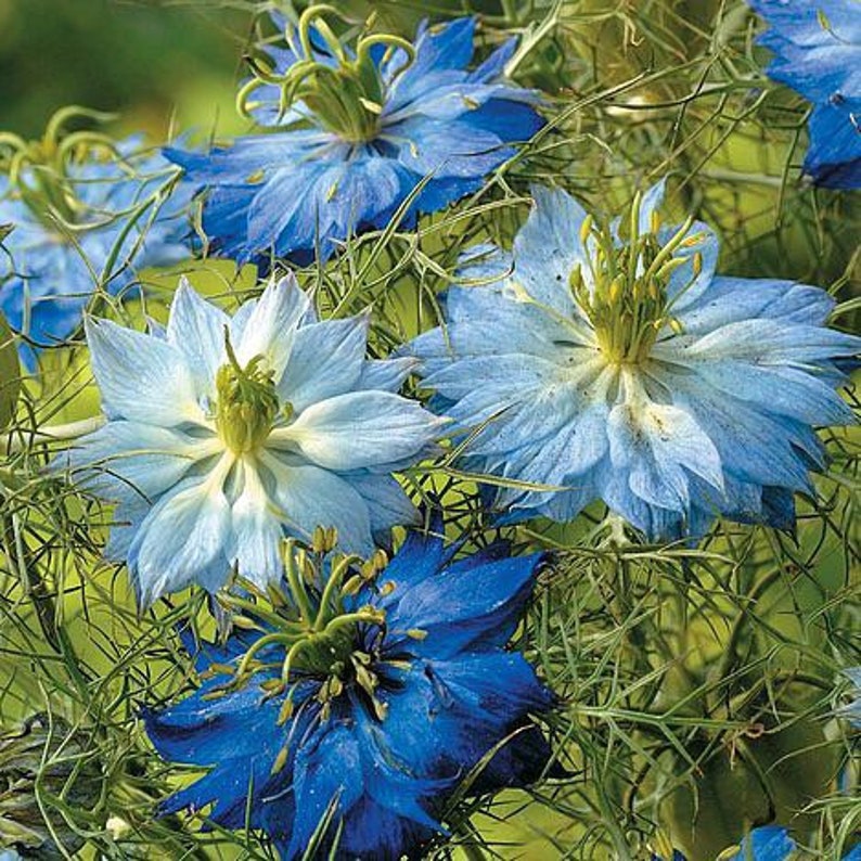 50 seeds Nigella damascena. Persian Jewels mixed color image 4