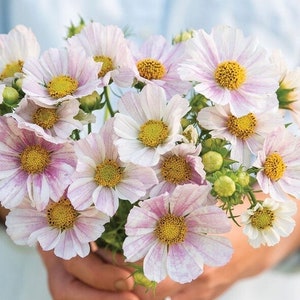 Peut inclure: Gros plan sur un bouquet de fleurs de cosmos. Les pétales blancs sont délicatement bordés et striés de rose pâle, avec des centres jaunes vifs. Le bouquet est tenu dans les mains d'une personne, mettant en valeur les détails.