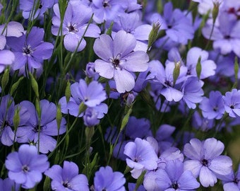 100 seeds Viscaria Oculata Seeds - Blue Angel / Annual