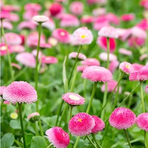 50 Seeds Bellis perennis, Daisy seeds/Rose English Daisy seeds - Bellis perennis Flower Balcony biennial Outdoor Cut Organic
