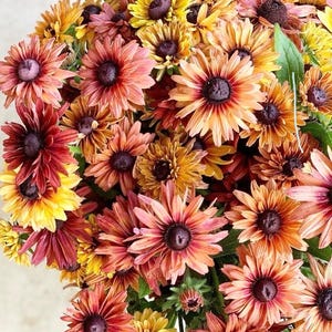 Oltre 25 semi di splendida miscela di Rudbeckia Sahara e Rudbeckia hirta