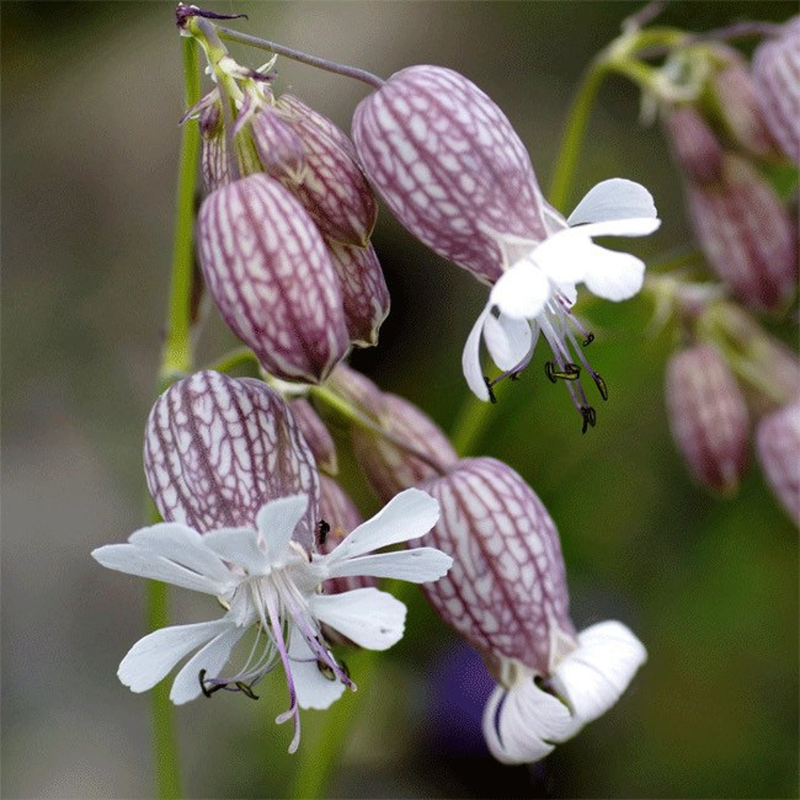 Bladder Campion