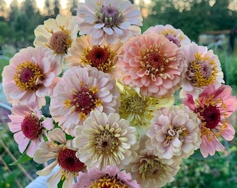 15 seeds lovely Pastel mix  Zinnias Seeds
