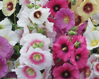 20 Seeds Hollyhock Indian Spring Holly Hock Seeds mix  (Perennial)