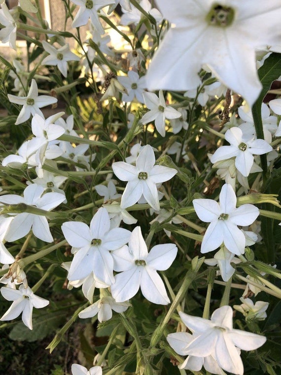 nicotiana alata grandiflora flowering tobacco 100+seeds White 'grandiflora Tobacco (nicotiana Alata)