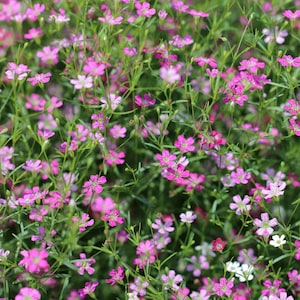 50 seeds Baby's-breath Gypsophila repens var. rose pink Creeping Gypsophila