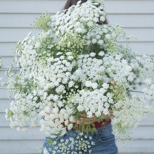 50 seeds Queen Annes Lace Ammi majus White annual image 3