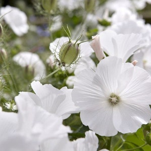 40 seeds Lavatera white Mallow Seeds annual image 2