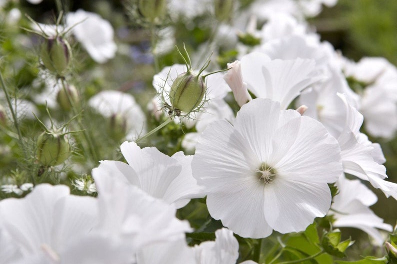 40 seeds Lavatera white Mallow Seeds annual image 2