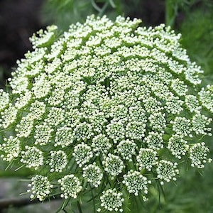 50 seeds Queen Annes Lace Ammi majus White annual image 5