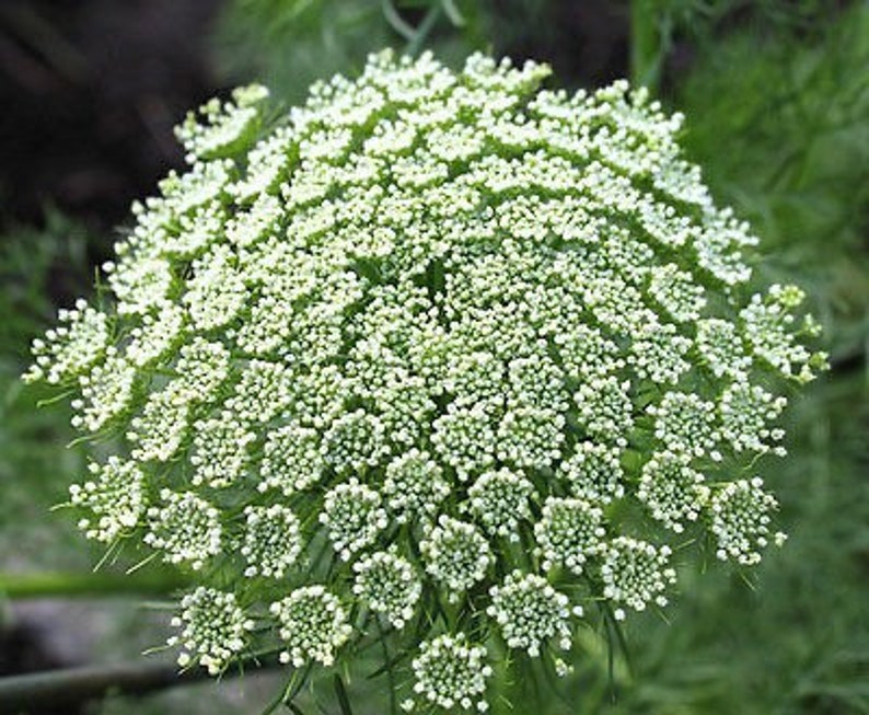 50 seeds Queen Annes Lace Ammi majus White annual image 5