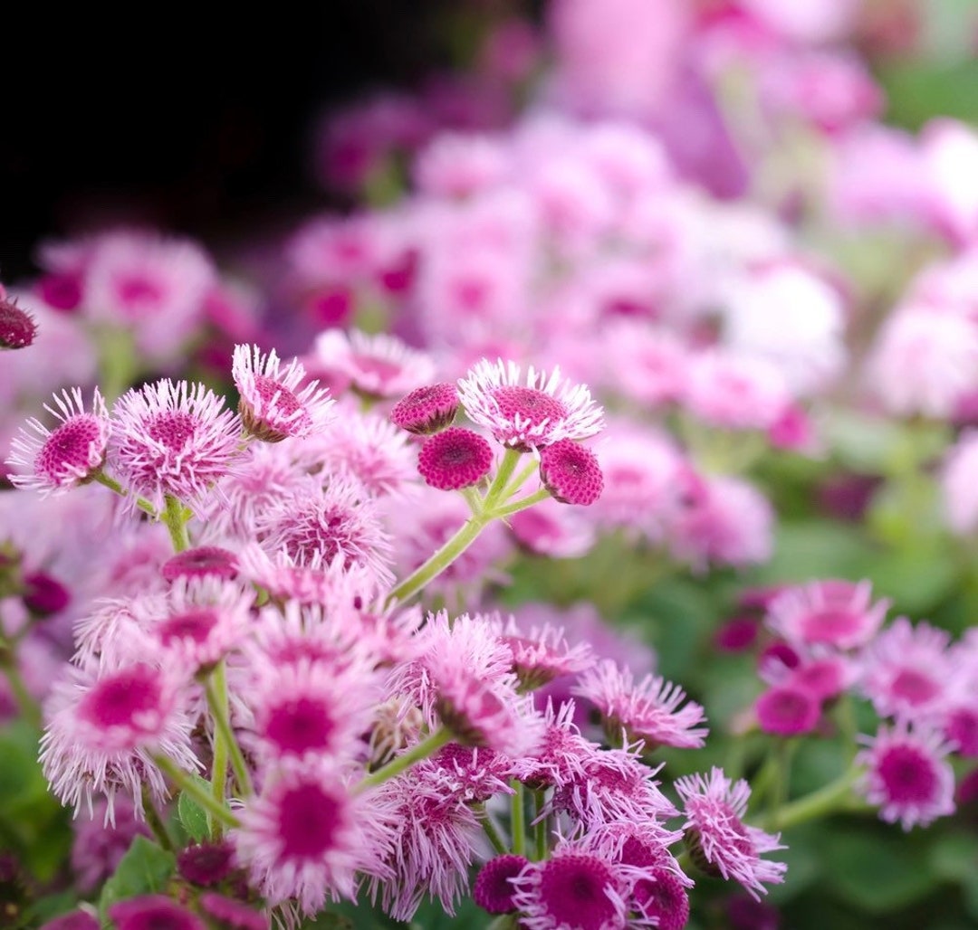 100 Seeds Ageratum (ageratum Mexicanum Pink) - Etsy